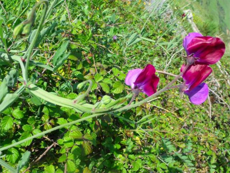 Lathyrus odoratus